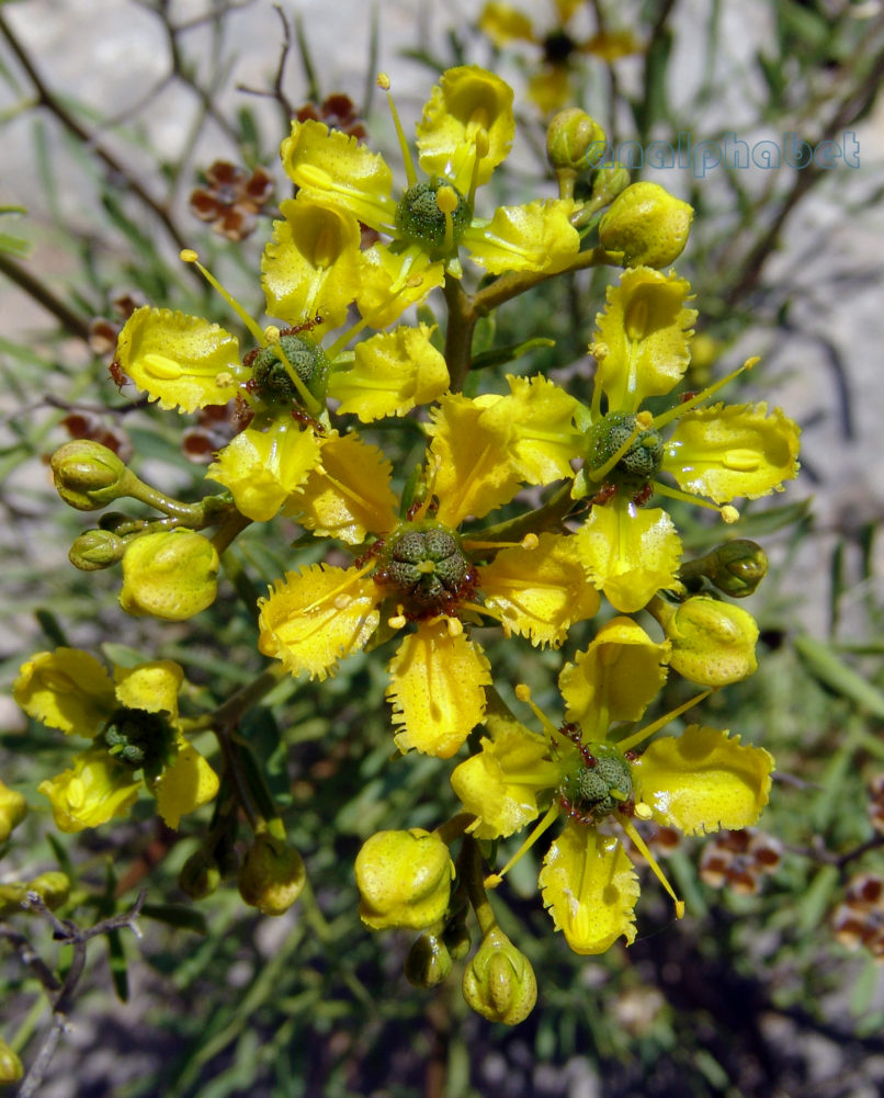 Ruta chalepensis (L.), PARNITHA-4