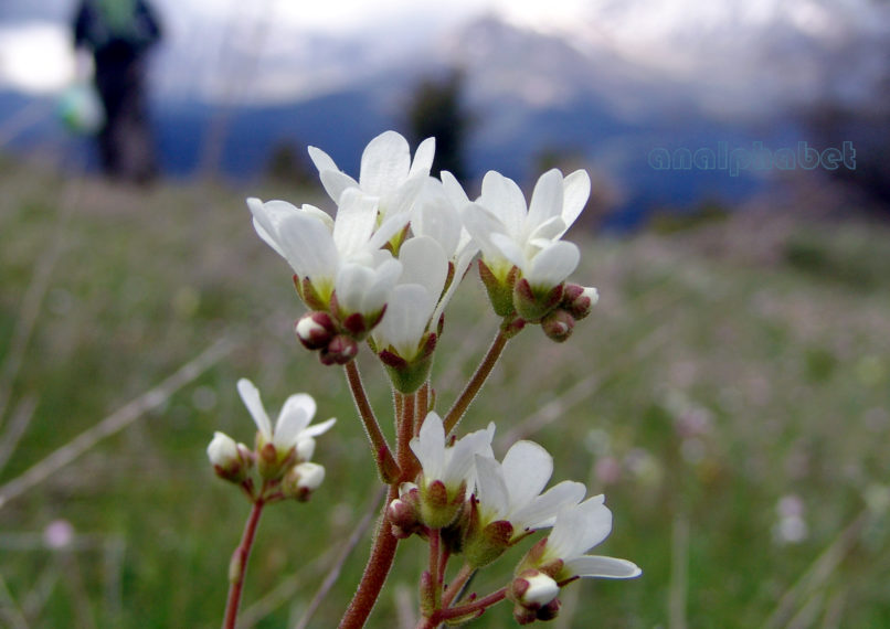 Saxifraga carpetana ssp. graeca (Boiss. & Heldr.), OITI-1