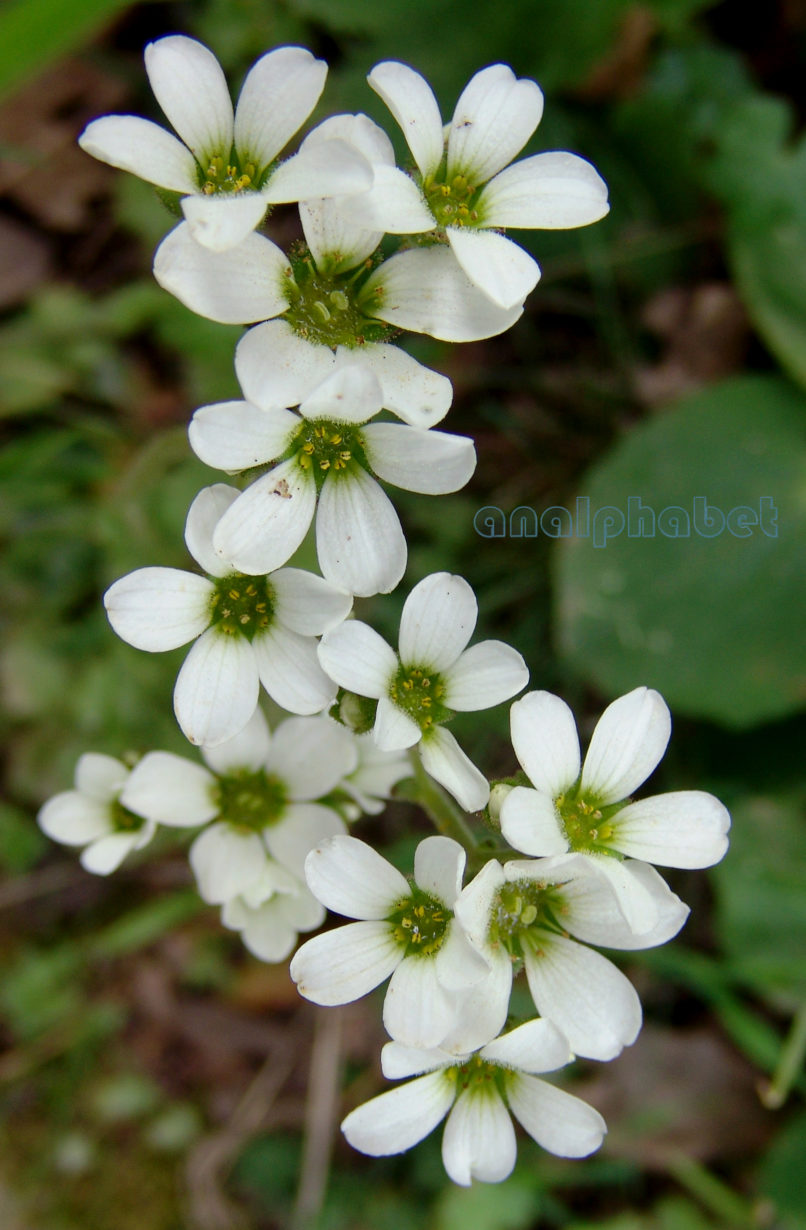 Saxifraga carpetana ssp. graeca (Boiss. & Heldr.), PARNITHA-1