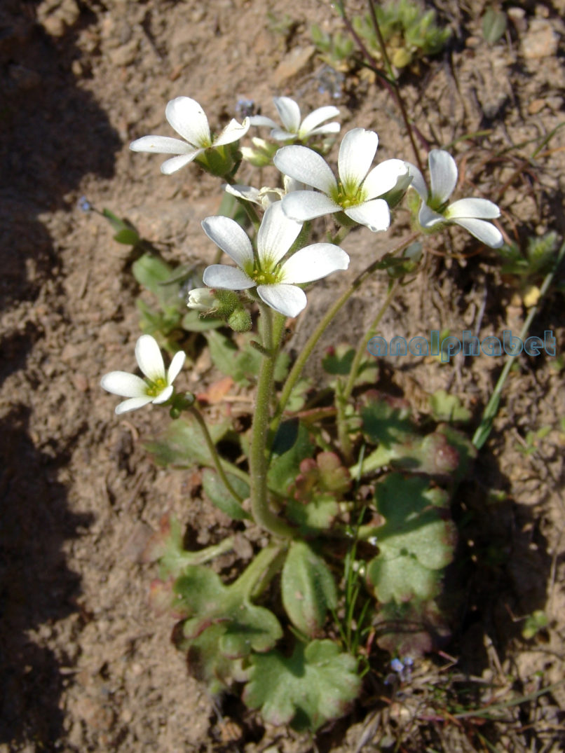 Saxifraga carpetana ssp. graeca (Boiss. & Heldr.), PARNITHA-2