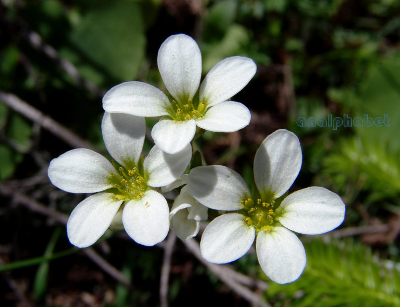 Saxifraga carpetana ssp. graeca (Boiss. & Heldr.), PARNITHA-3