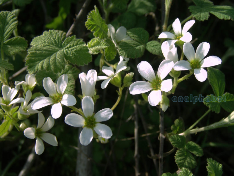 Saxifraga carpetana ssp. graeca (Boiss. & Heldr.), PARNITHA-4