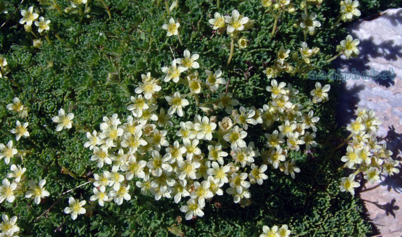 Saxifraga exarata ssp. exarata (Vill.), OLYMPOS-1