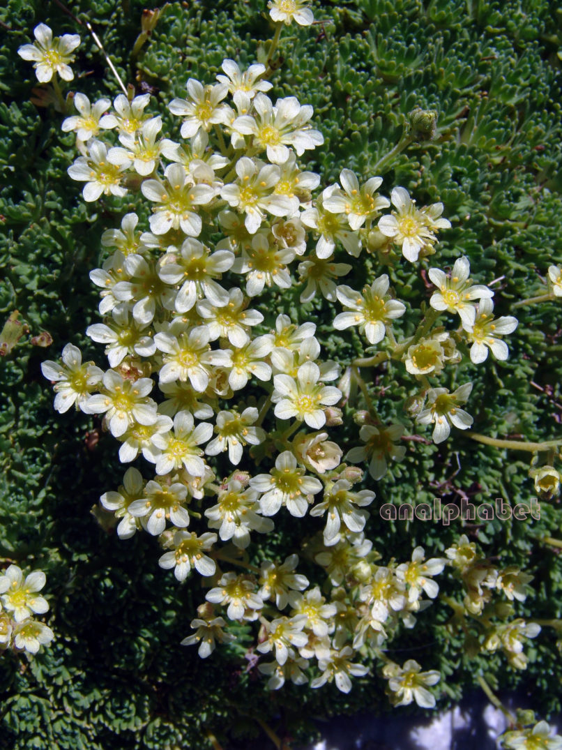Saxifraga exarata ssp. exarata (Vill.), OLYMPOS-2