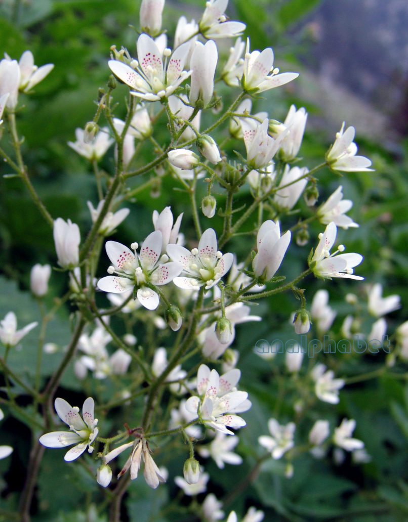 Saxifraga heyffellii (Schott) [rotundifolia], OLYMPOS-1