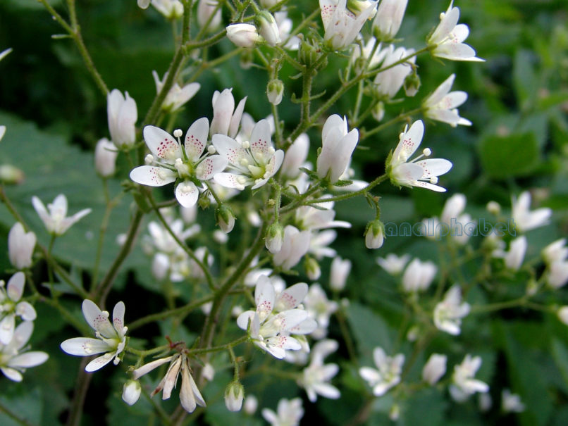 Saxifraga heyffellii (Schott) [rotundifolia], OLYMPOS-2