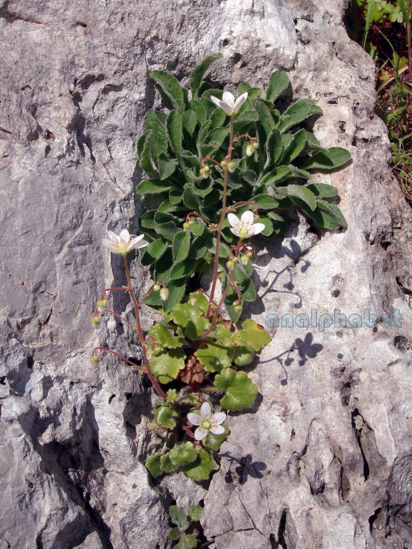 Saxifraga heyffellii (Schott) [rotundifolia], PARNITHA-1