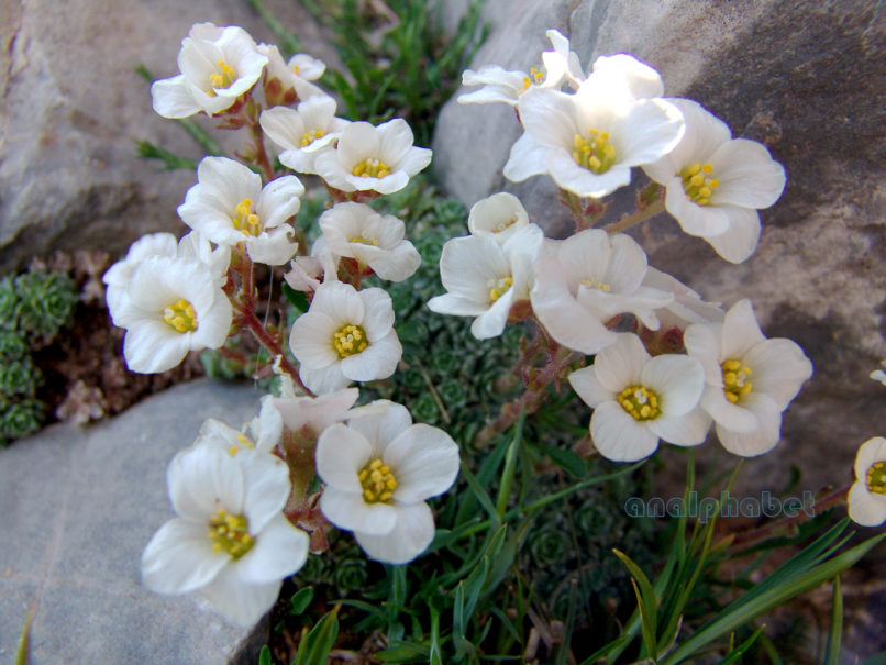 Saxifraga marginata (Stern.), TAYGETOS-1
