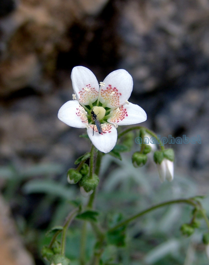 Saxifraga rotundifolia ssp. chrysospleniifolia (Boiss.), DIRFYS-XEROVOUNI-1