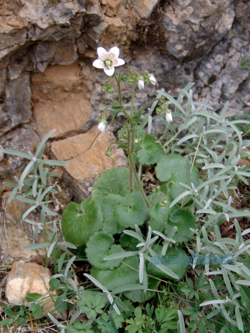 Saxifraga rotundifolia ssp. chrysospleniifolia (Boiss.), DIRFYS-XEROVOUNI-2