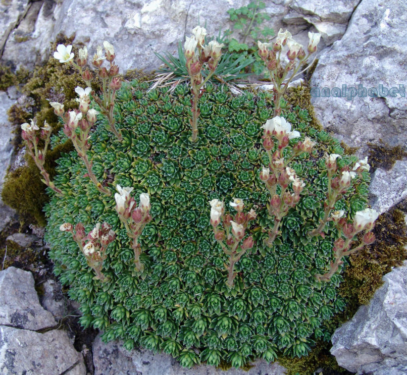 Saxifraga sarttorii (Heldr.) [S. scardica (Criseb.)], DIRFYS-XEROVOUNI-1