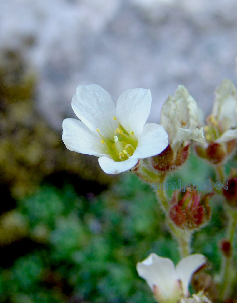 Saxifraga sarttorii (Heldr.) [S. scardica (Criseb.)], DIRFYS-XEROVOUNI-2