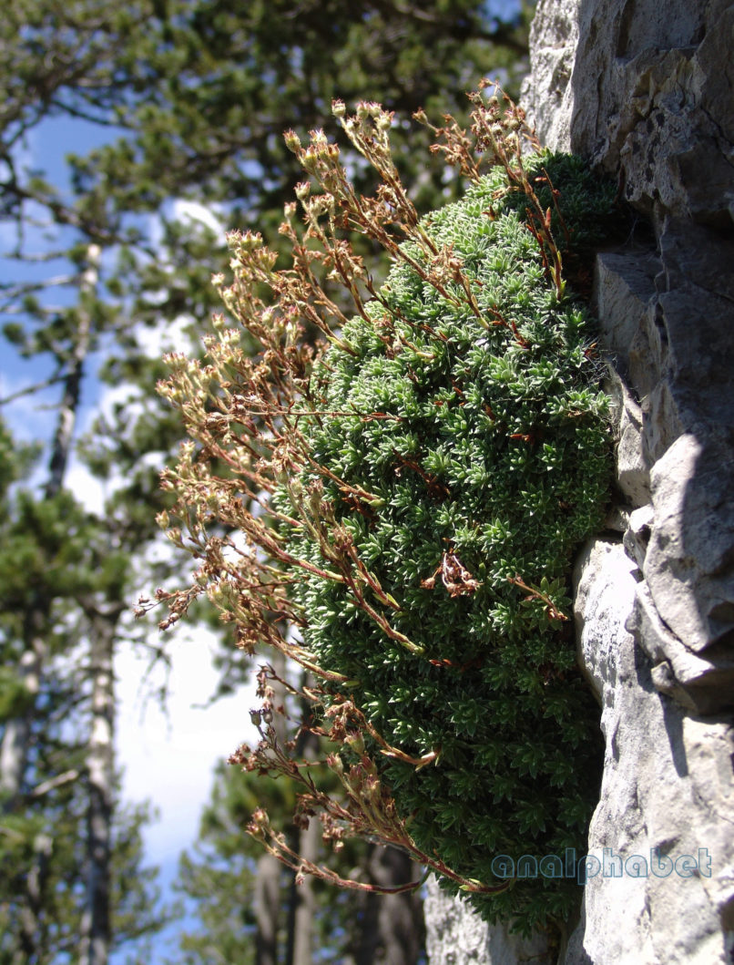Saxifraga sarttorii (Heldr.) [S. scardica (Criseb.)], OLYMPOS-1