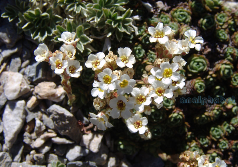 Saxifraga sarttorii (Heldr.) [S. scardica (Criseb.)], OLYMPOS-2
