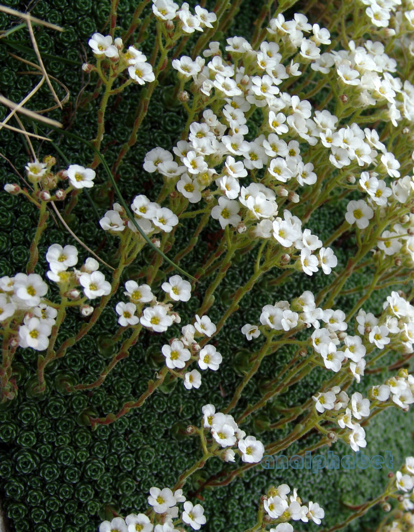 Saxifraga sarttorii (Heldr.) [S. scardica (Criseb.)], OLYMPOS-3