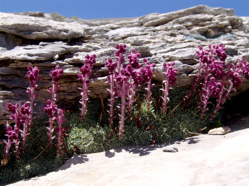 Saxifraga sempervivum (C. Coch), OLYMPOS-1
