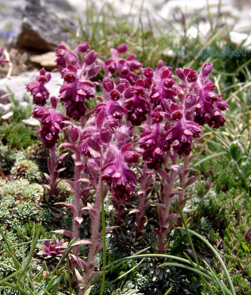 Saxifraga sempervivum (C. Coch), OLYMPOS-2