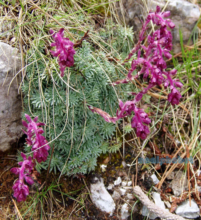 Saxifraga sempervivum (C. Coch), OLYMPOS-3