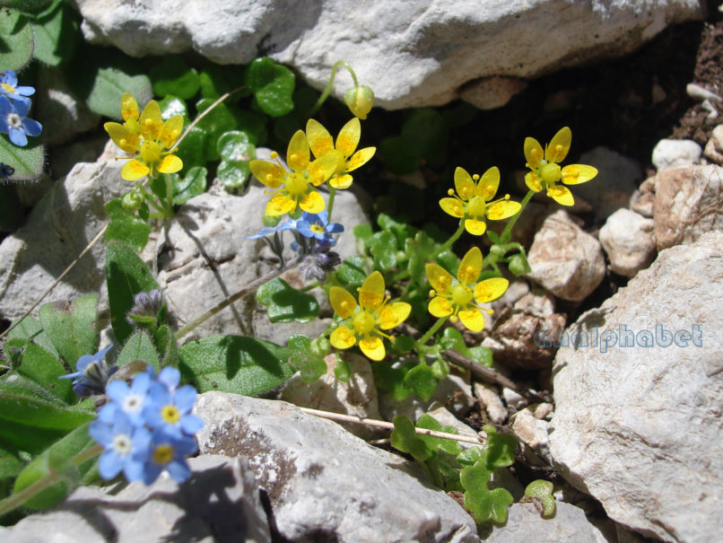 Saxifraga sibthorpii (Boiss.) [Cymbalariella s. (Nappi)], GIONA-1