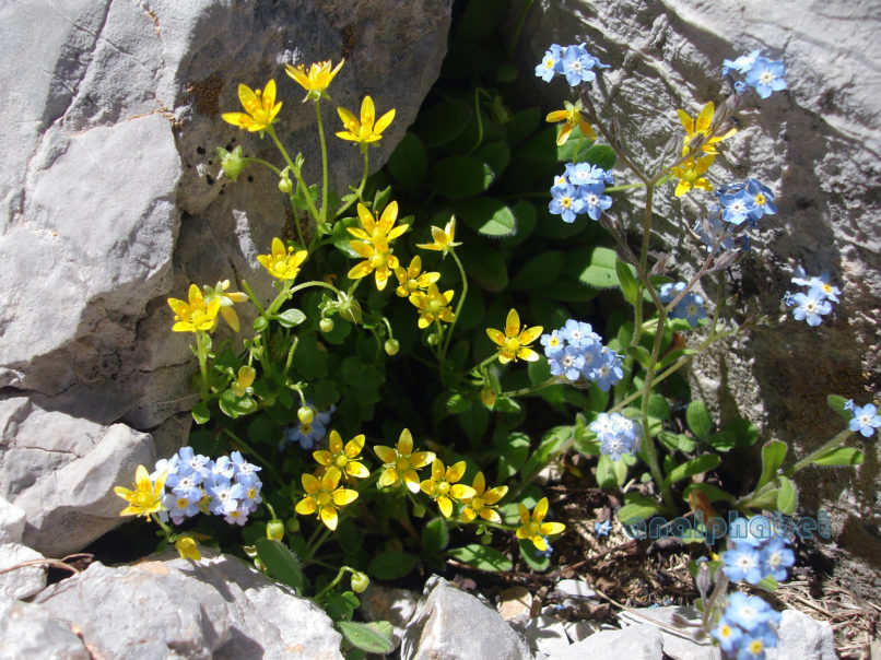 Saxifraga sibthorpii (Boiss.) [Cymbalariella s. (Nappi)], GIONA-2