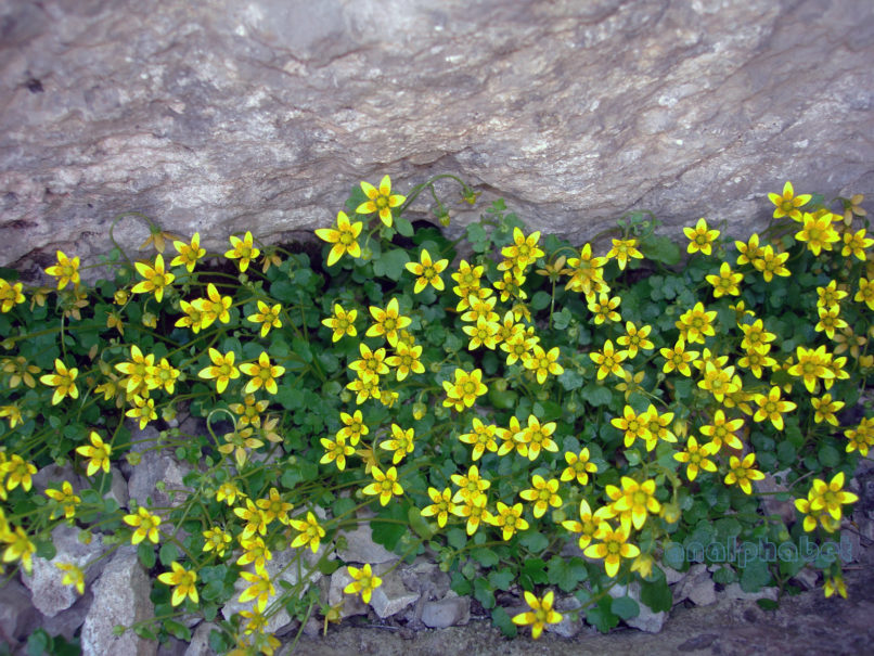 Saxifraga sibthorpii (Boiss.) [Cymbalariella s. (Nappi)], GIONA-3