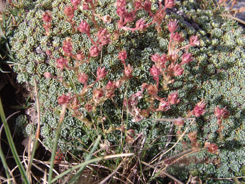 Saxifragaceae 1 [?], TAYGETOS-1