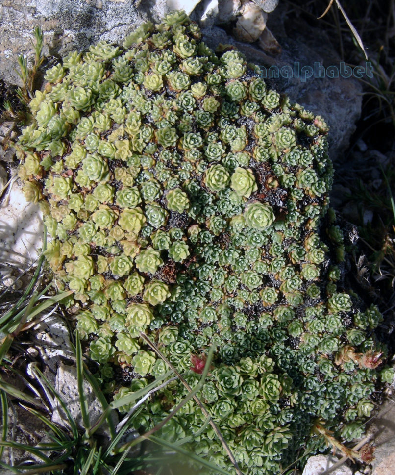 Saxifragaceae 1 [?], TAYGETOS-2