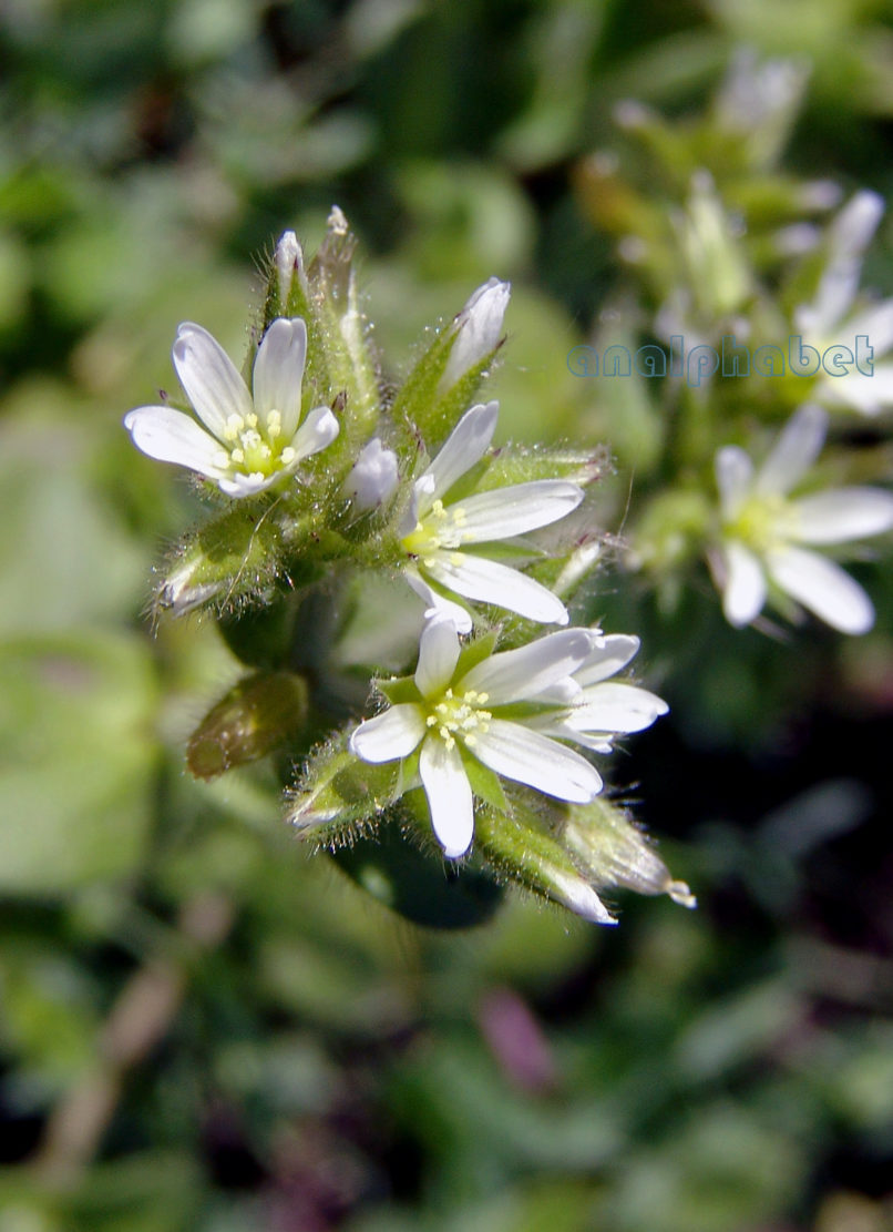 Saxifragaceae 2 [?], PARNITHA-1