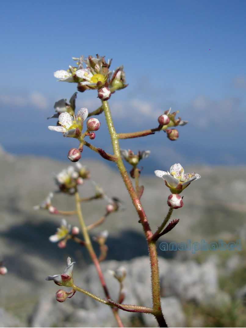 Saxifragaceae 3 [?], PARNASSOS-1