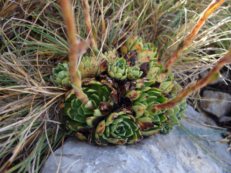 Saxifragaceae 3 [?], PARNASSOS-2