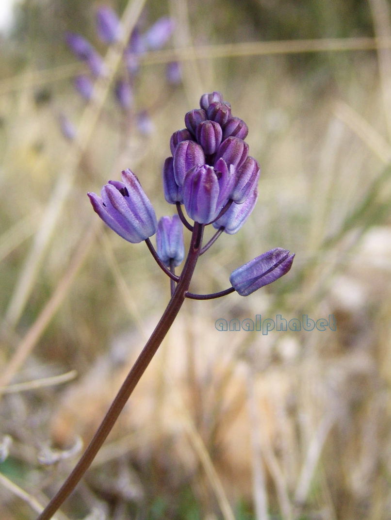 Scilla autumnalis (L.), KITHERONAS-1