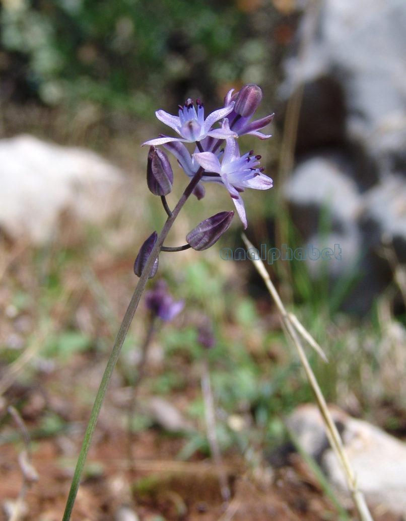 Scilla autumnalis (L.), PARNITHA-1