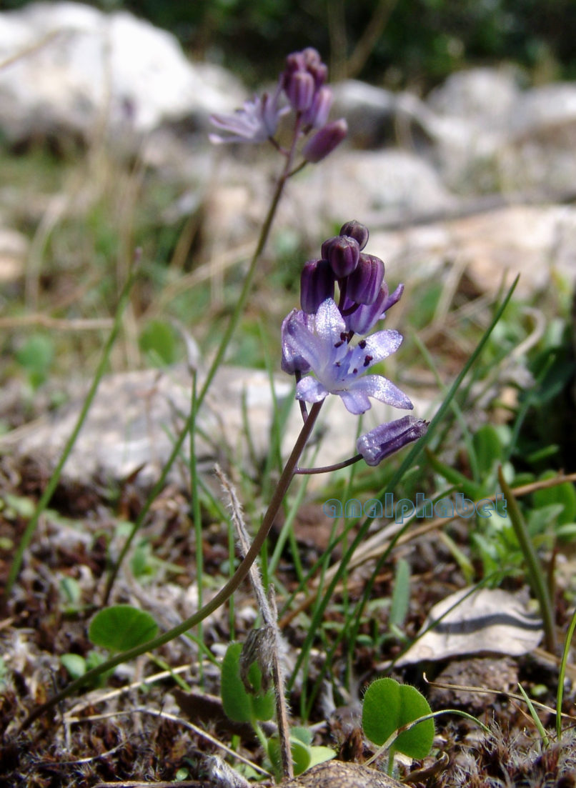 Scilla autumnalis (L.), PARNITHA-2