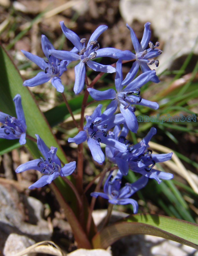 Scilla bifolia (L.), PARNITHA-1