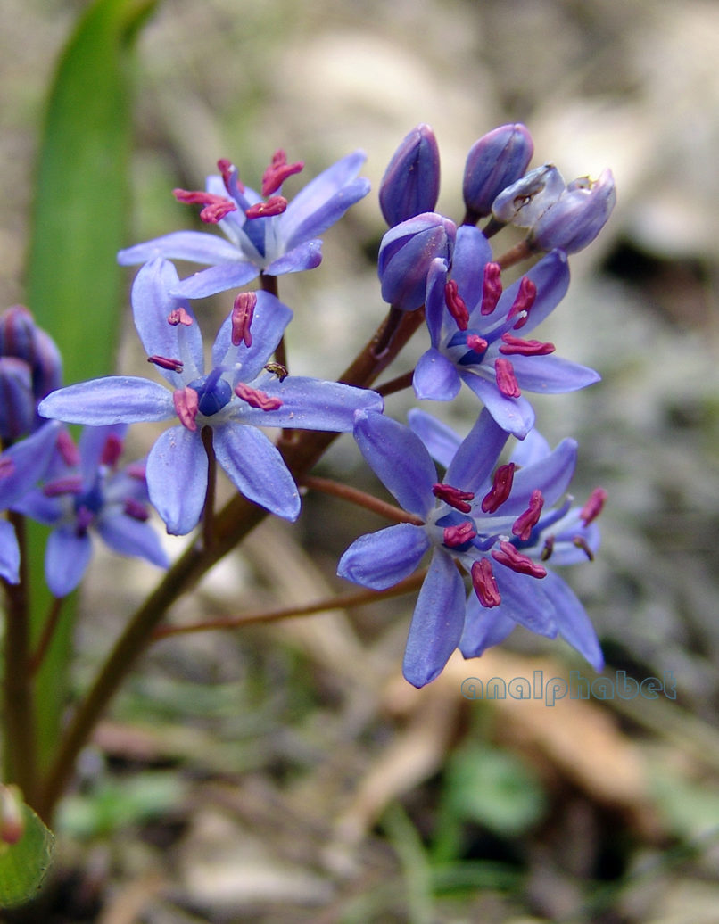 Scilla bifolia (L.), PARNITHA-2
