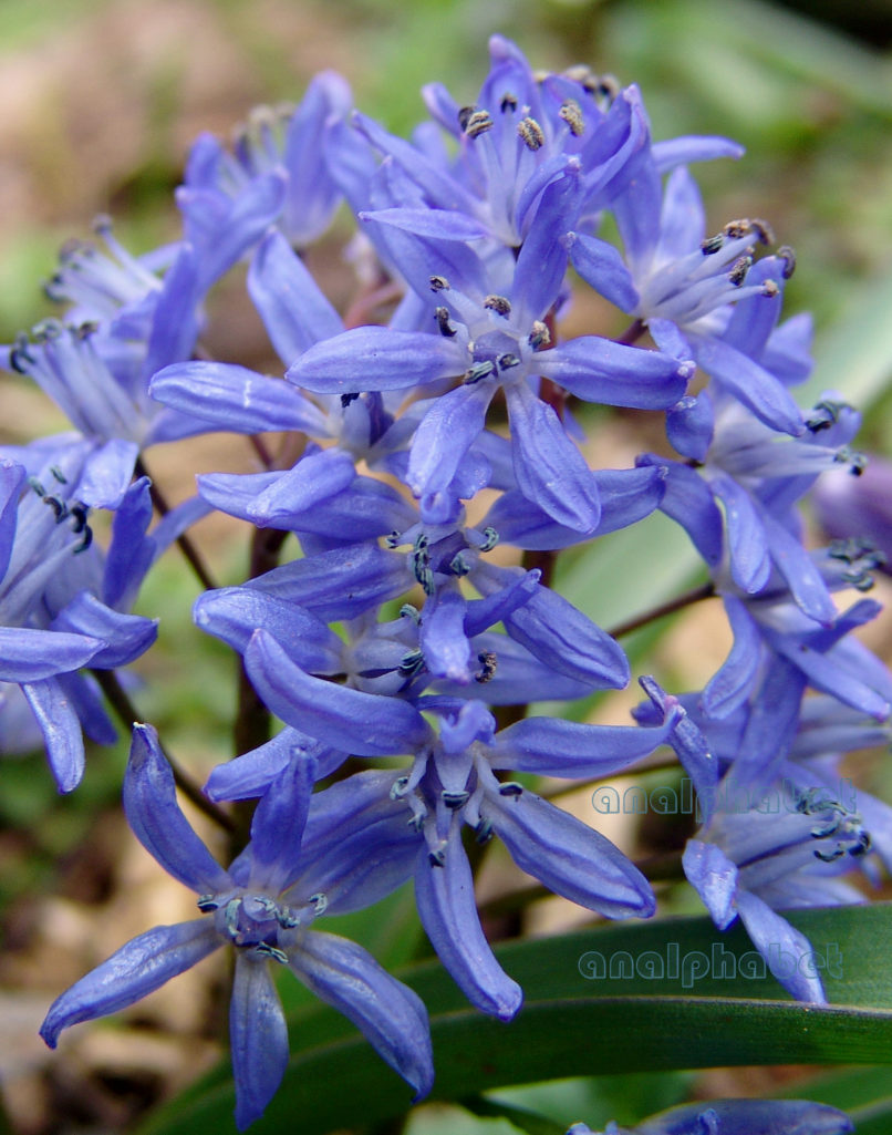 cilla bifolia (L.), PARNITHA-3