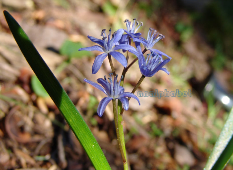 Scilla bifolia (L.), PARNITHA-4