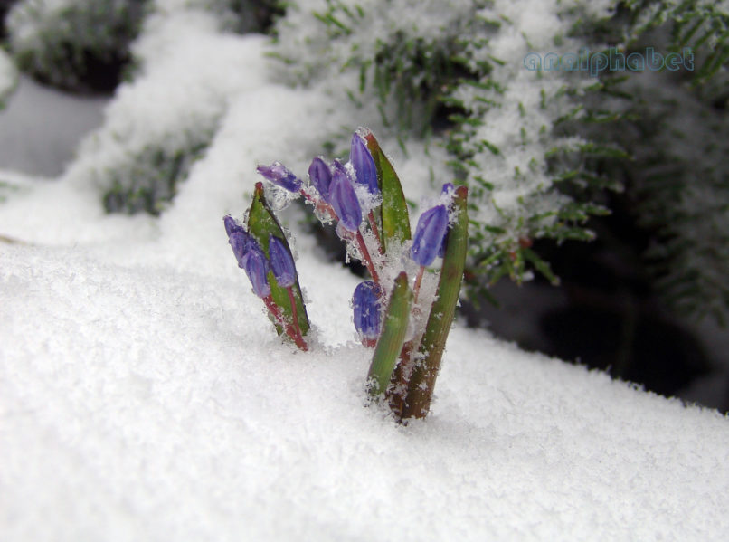 Scilla bifolia (L.), PARNITHA-5