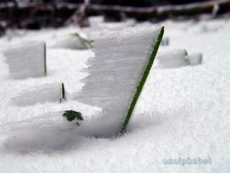 Scilla bifolia (L.), PARNITHA-6