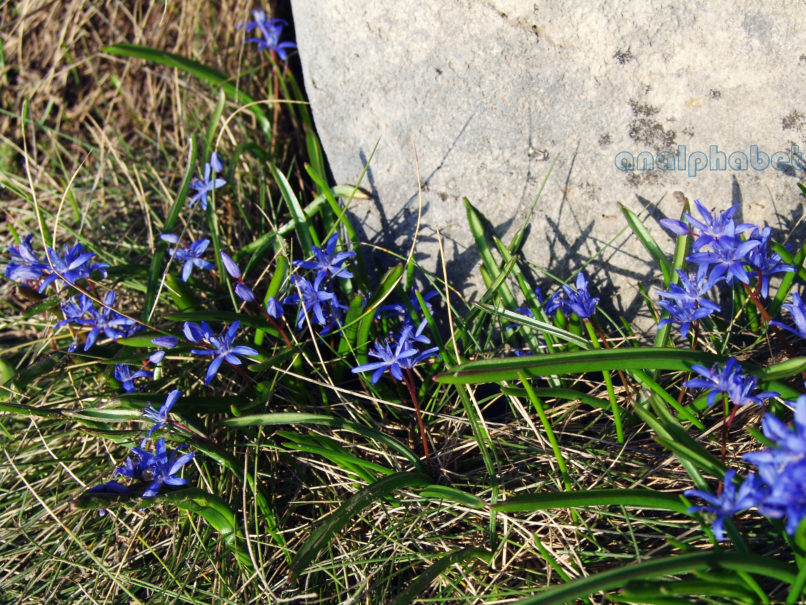 Scilla messeniaca (Boiss.), TAYGETOS-1