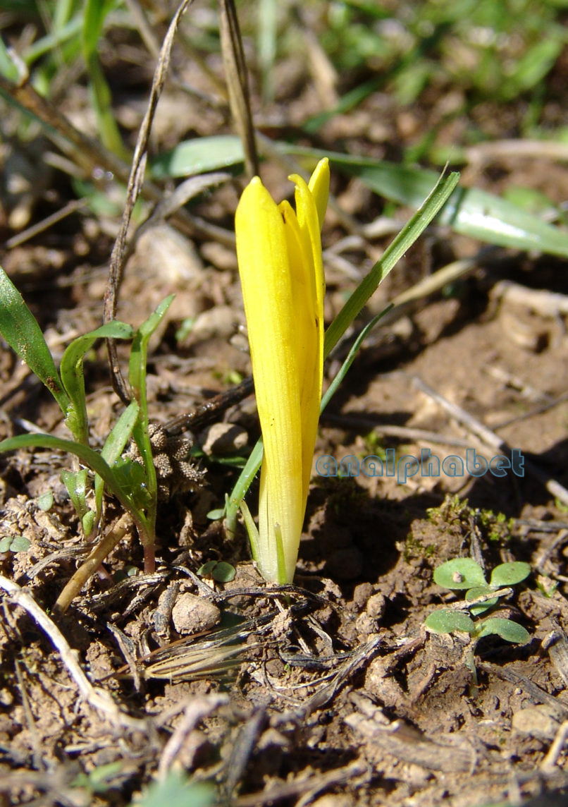 Sternbergia colchiciflora (Wald. & Kit.), PARNITHA-1