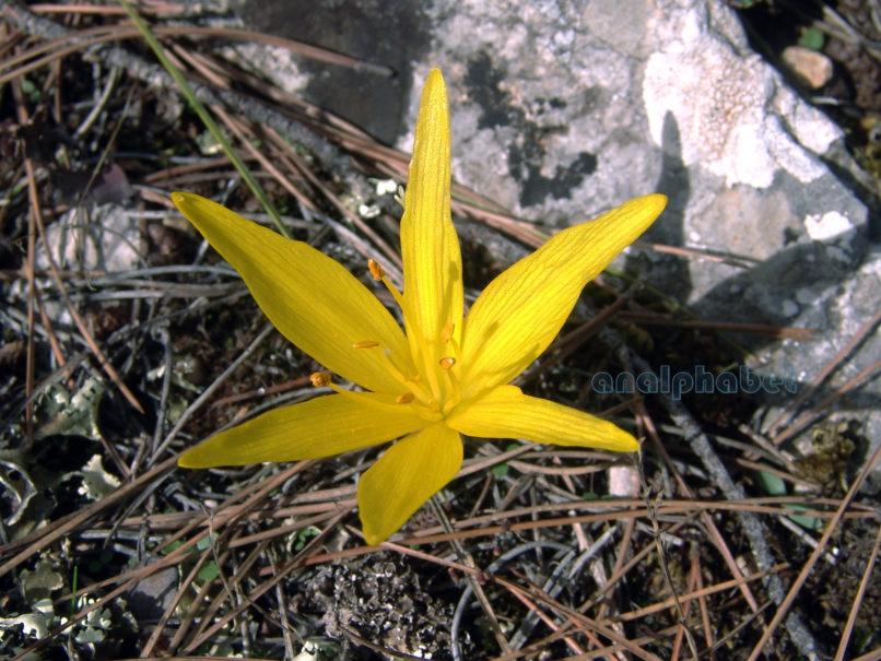Sternbergia colchiciflora (Wald. & Kit.), PARNITHA-2