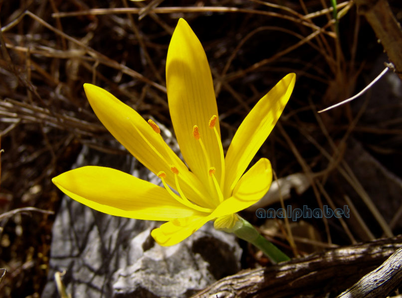 Sternbergia colchiciflora (Wald. & Kit.), PARNITHA-3
