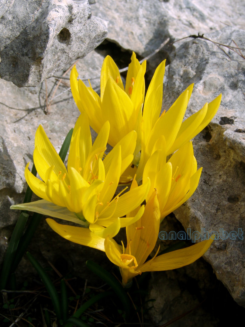 Sternbergia colchiciflora (Wald. & Kit.), PARNITHA-4