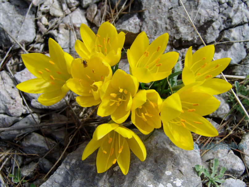 Sternbergia lutea (L.), PARNITHA-1
