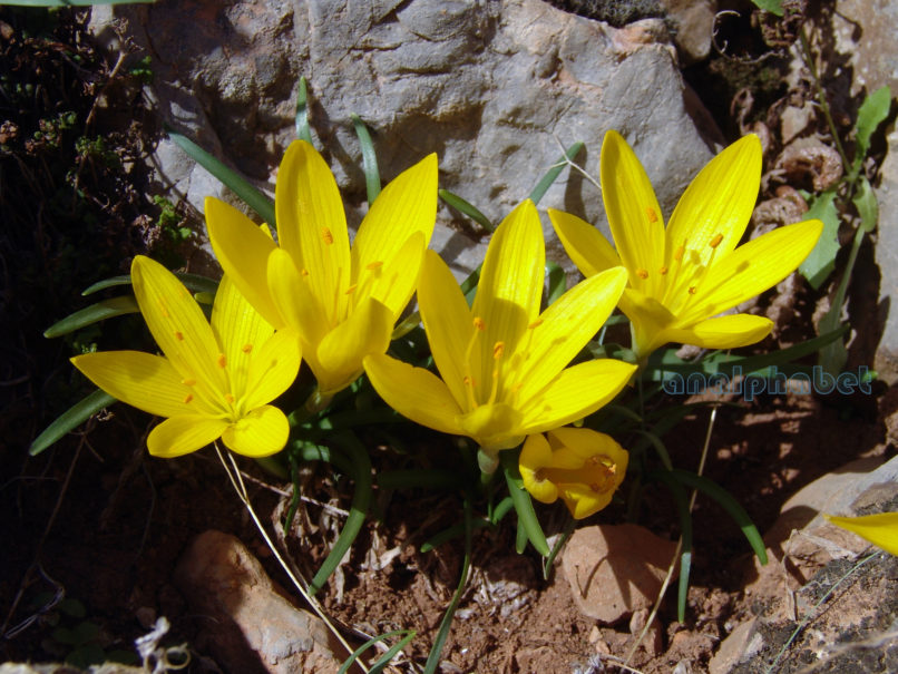 Sternbergia lutea (L.), PARNITHA-2