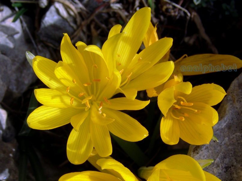 Sternbergia lutea (L.), PARNITHA-3