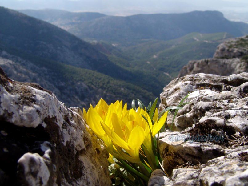Sternbergia lutea (L.), PARNITHA-4
