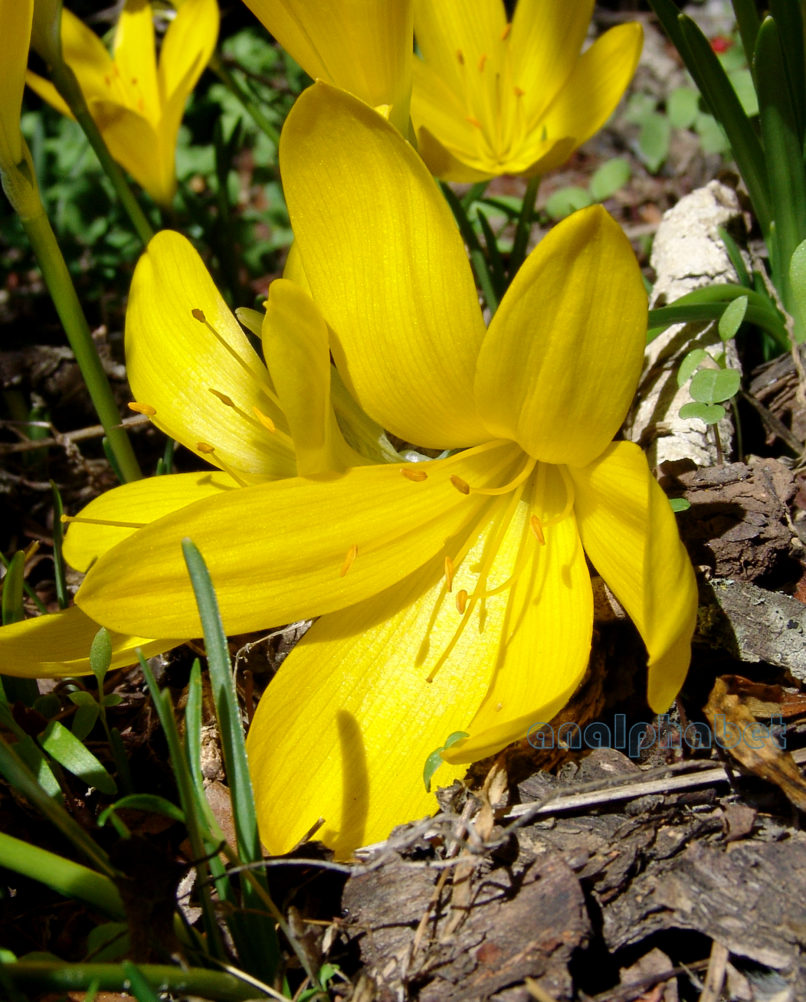 Sternbergia lutea (L.), PARNITHA-5