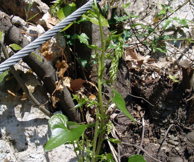 Tamus communis (L.), PARNITHA-1